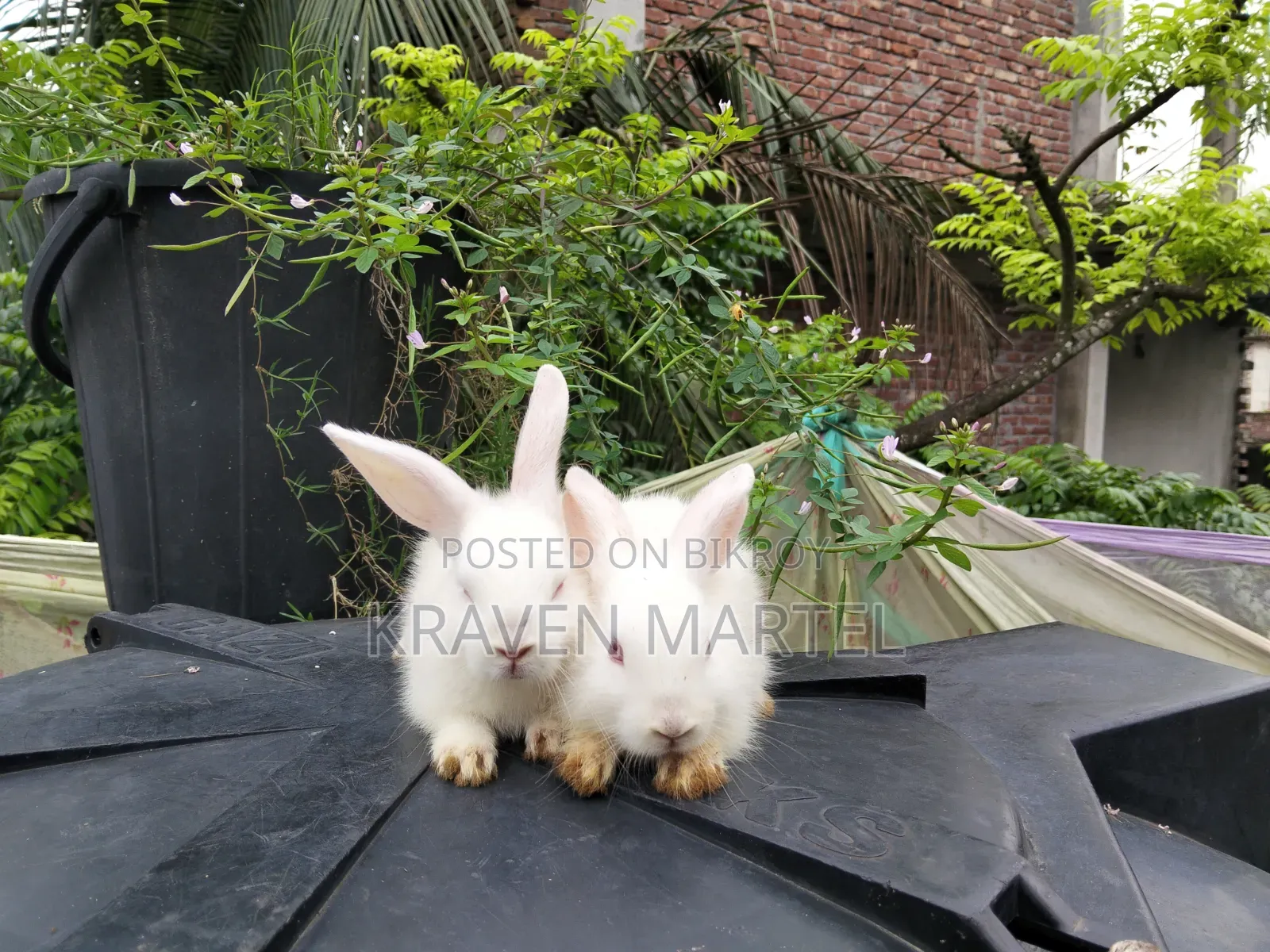 Will sell two baby rabbits