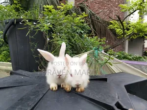 Will sell two baby rabbits