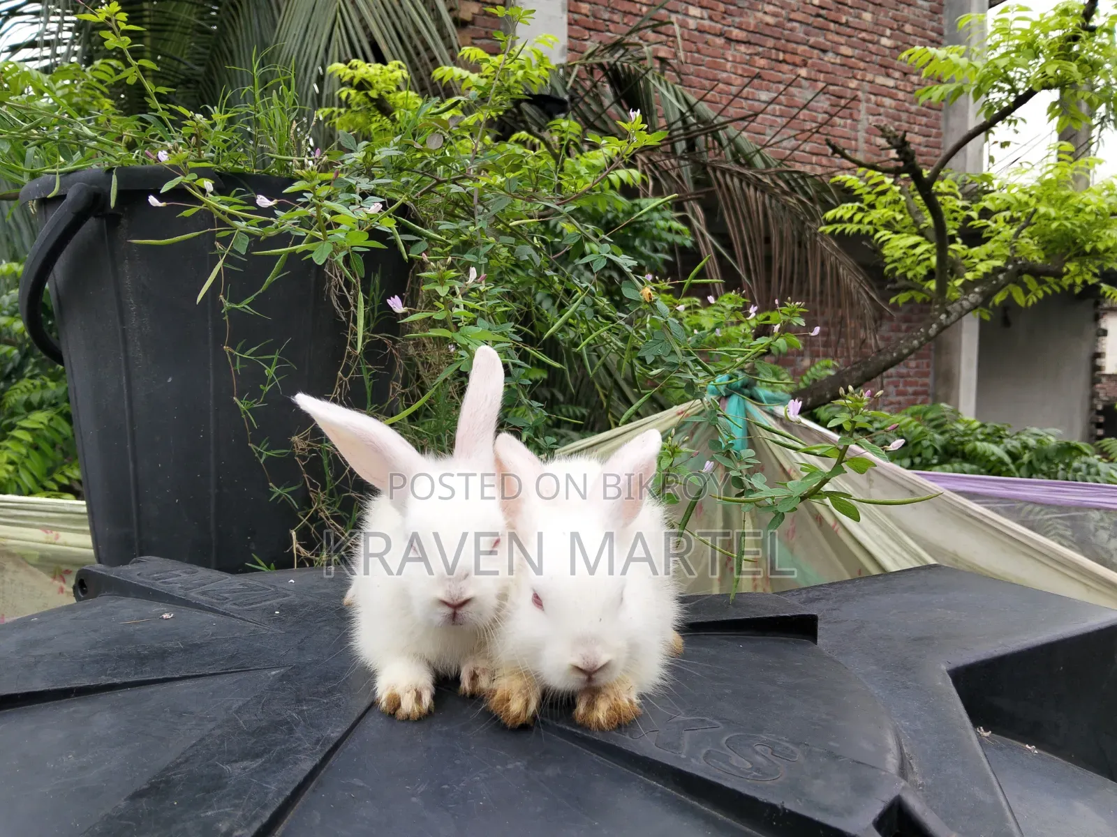 Will sell two baby rabbits