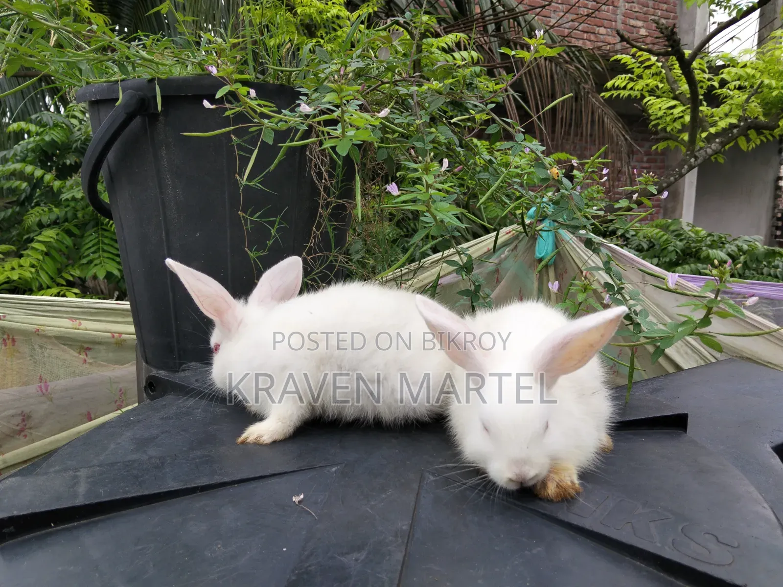 Will sell two baby rabbits