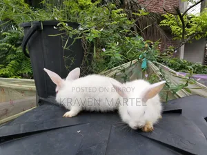 Will sell two baby rabbits
