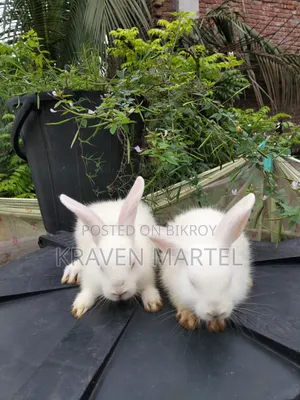 Will sell two baby rabbits