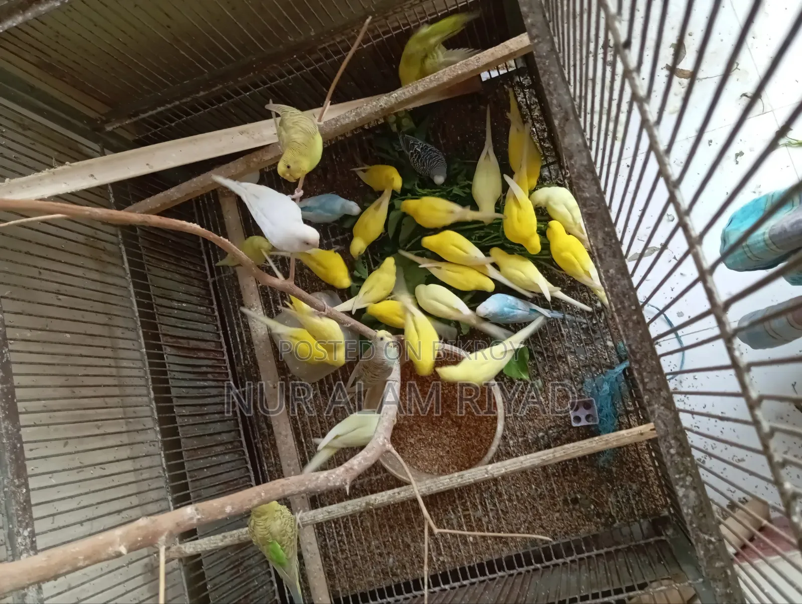 Some Budgerigar birds will be sold