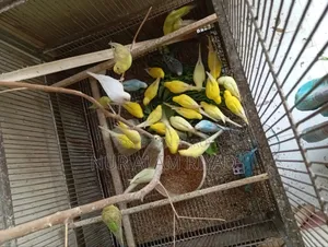 Some Budgerigar birds will be sold