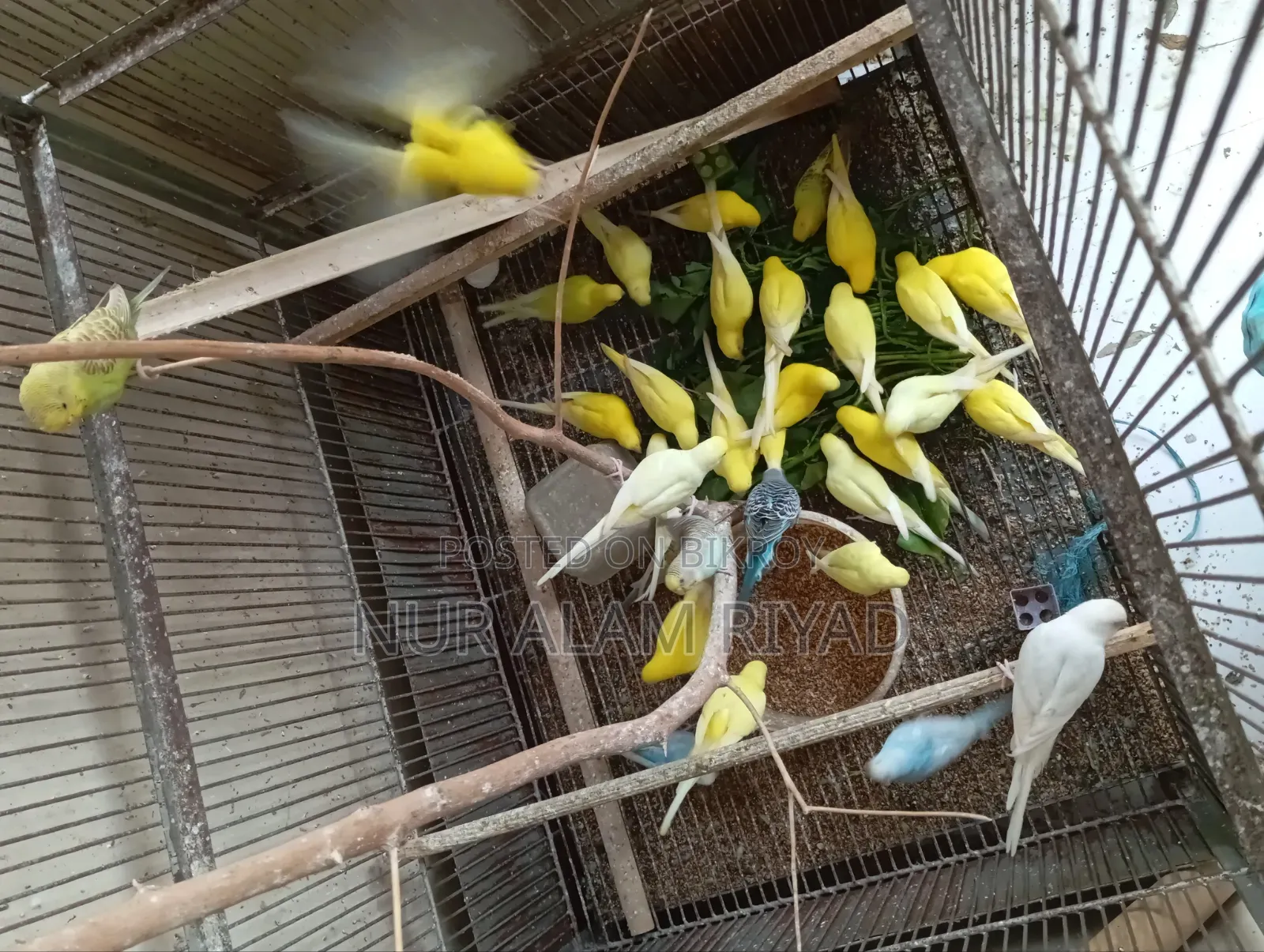 Some Budgerigar birds will be sold