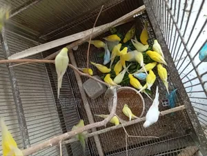 Some Budgerigar birds will be sold