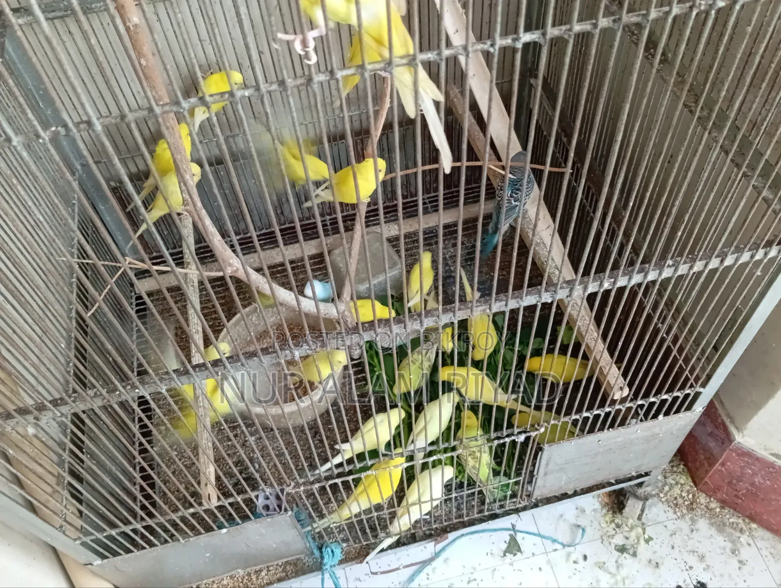 Some Budgerigar birds will be sold
