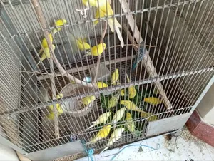 Some Budgerigar birds will be sold