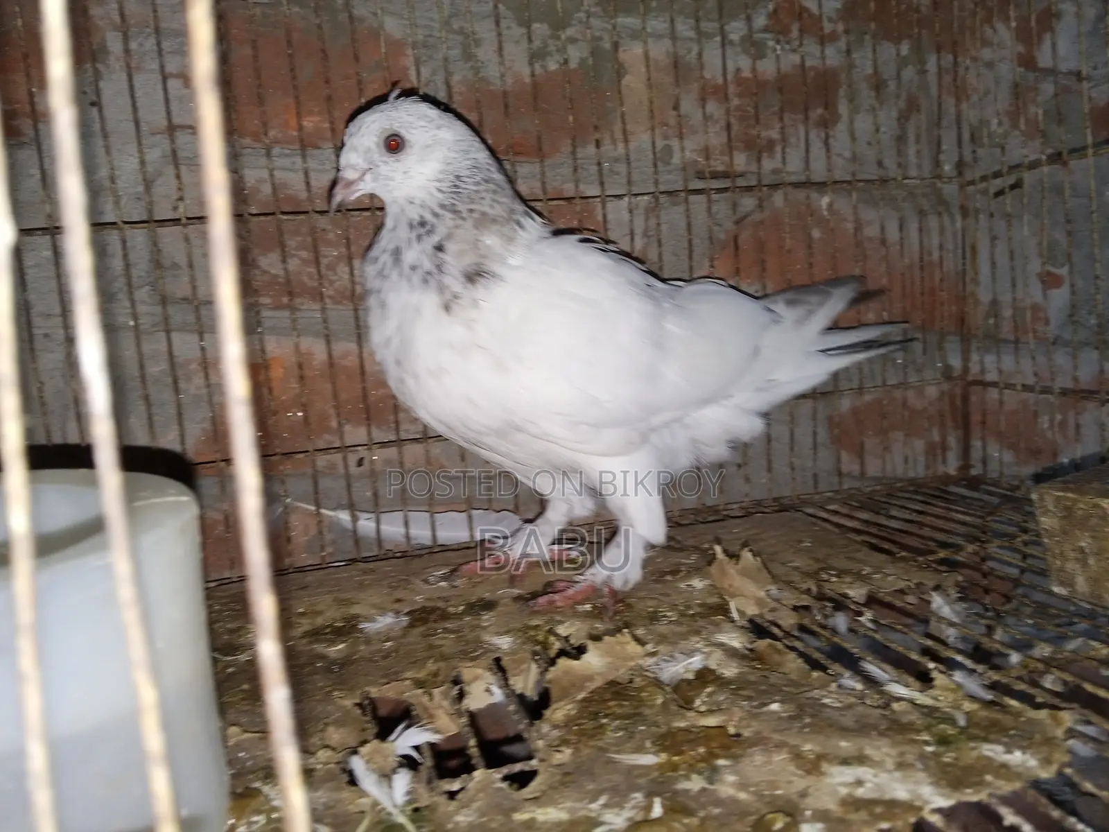 Winter Flying Pigeons