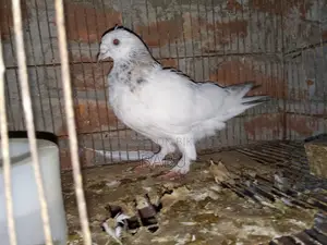 Winter Flying Pigeons