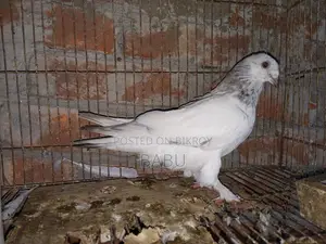 Winter Flying Pigeons
