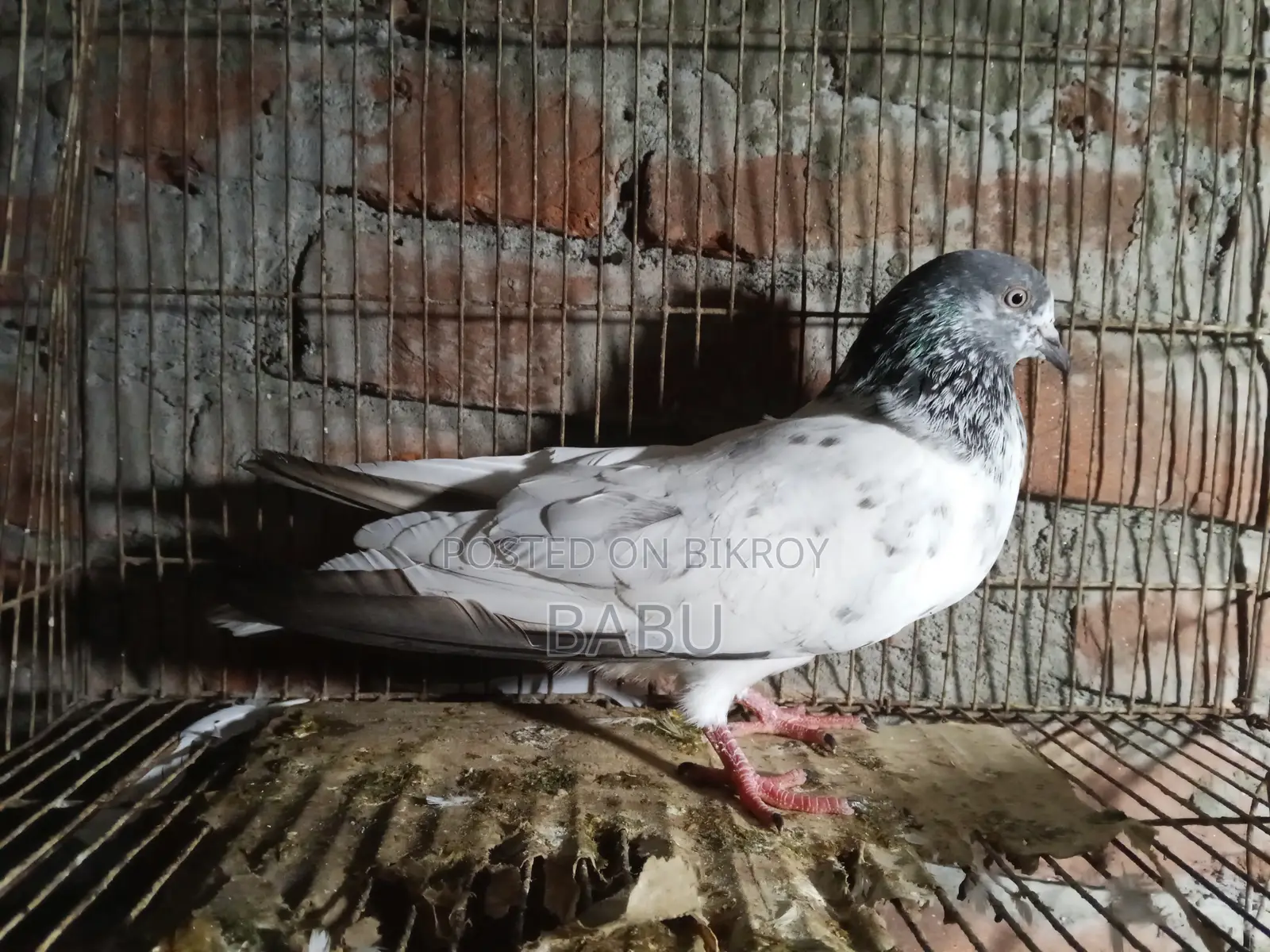 Winter Flying Pigeons