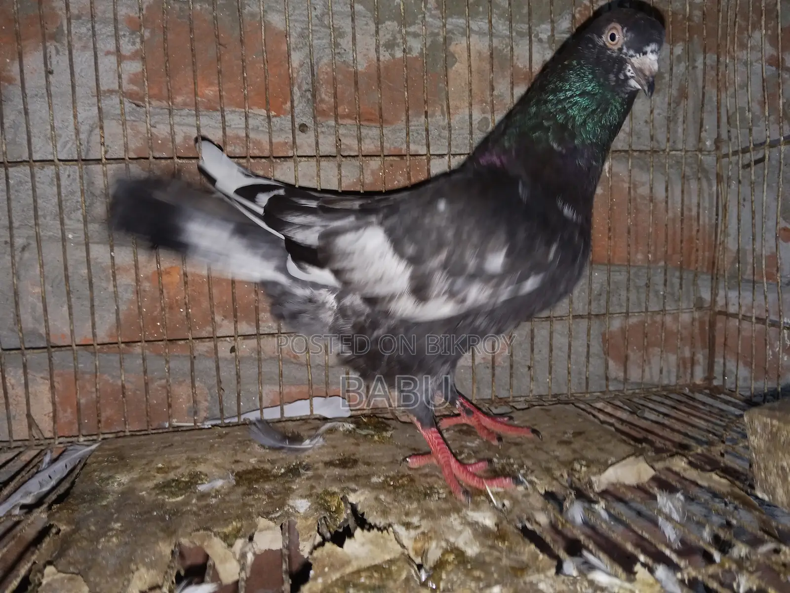 Winter Flying Pigeons