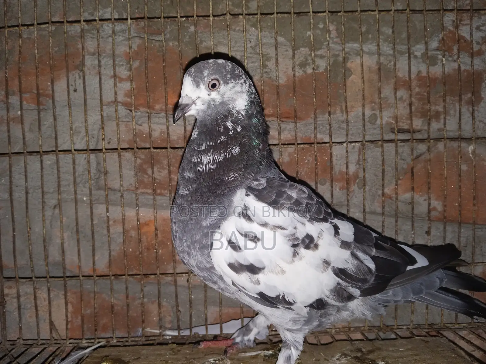 Winter Flying Pigeons