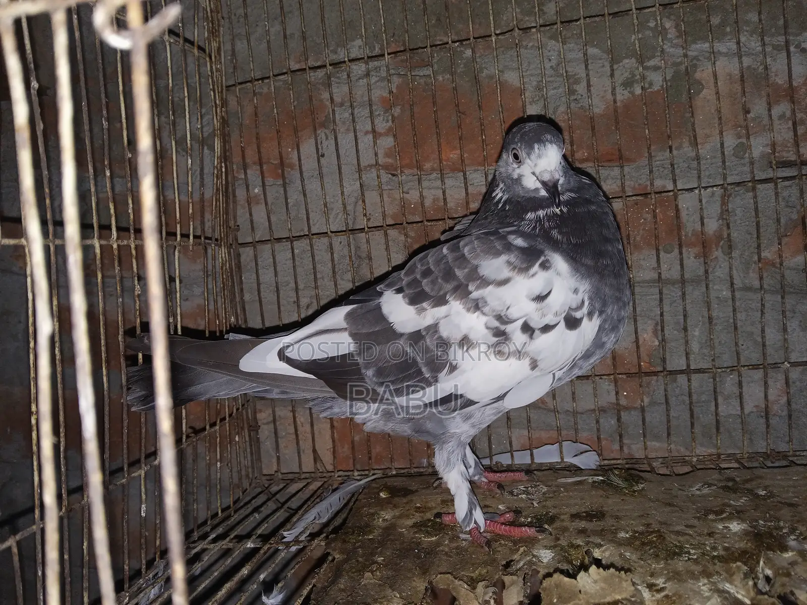 Winter Flying Pigeons