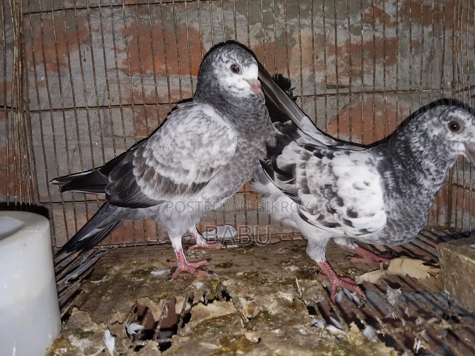 Winter Flying Pigeons