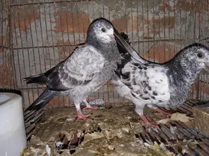 Winter Flying Pigeons