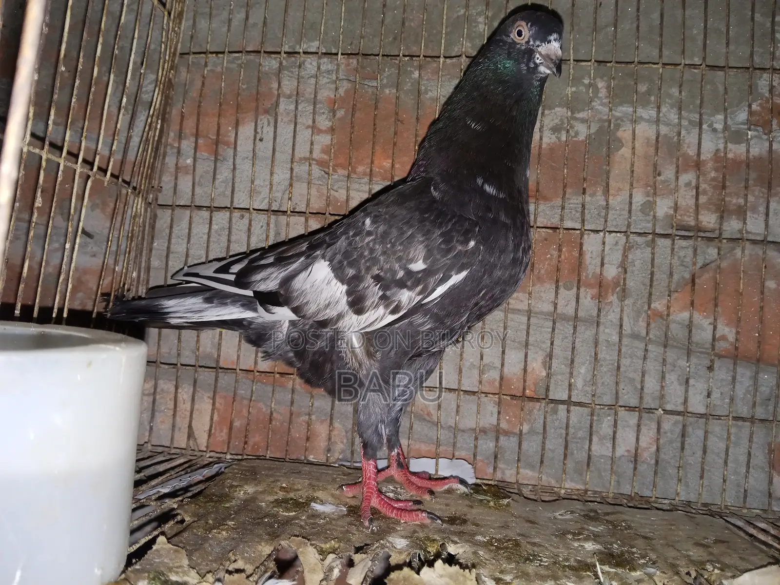 Winter Flying Pigeons