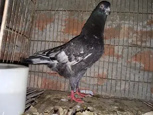 Winter Flying Pigeons