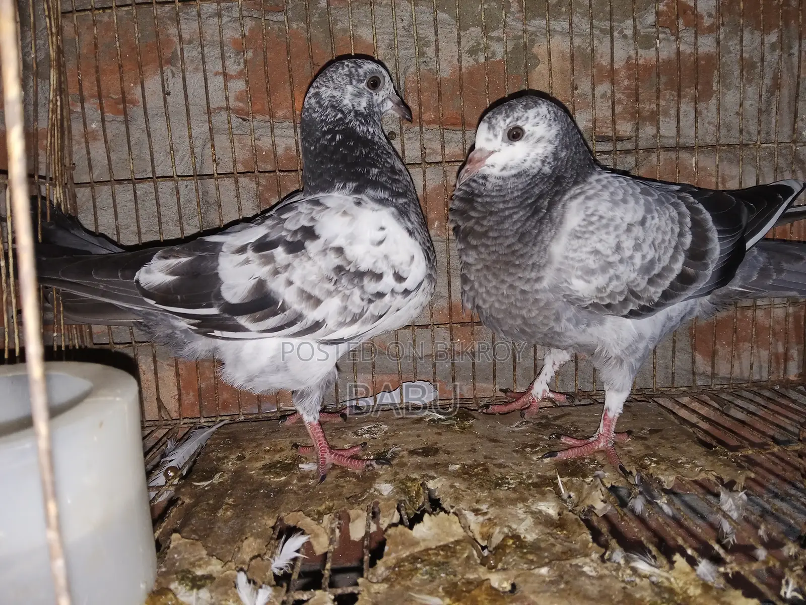 Winter Flying Pigeons