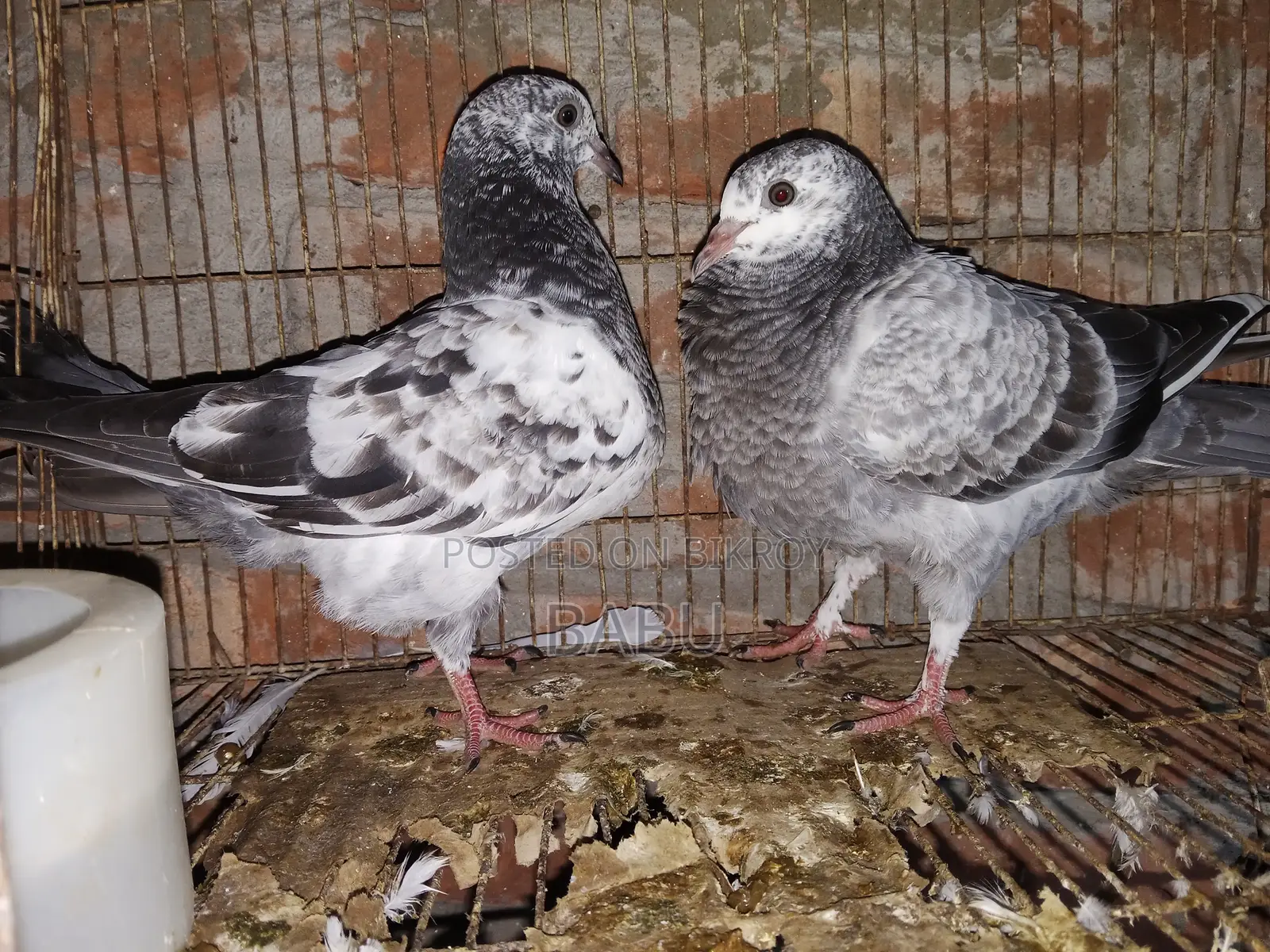 Winter Flying Pigeons