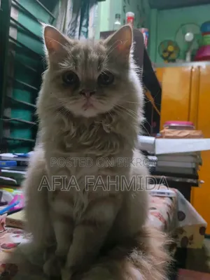 6-12 Months Female Mixed Breed Persian