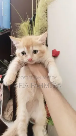 6-12 Months Female Mixed Breed Persian