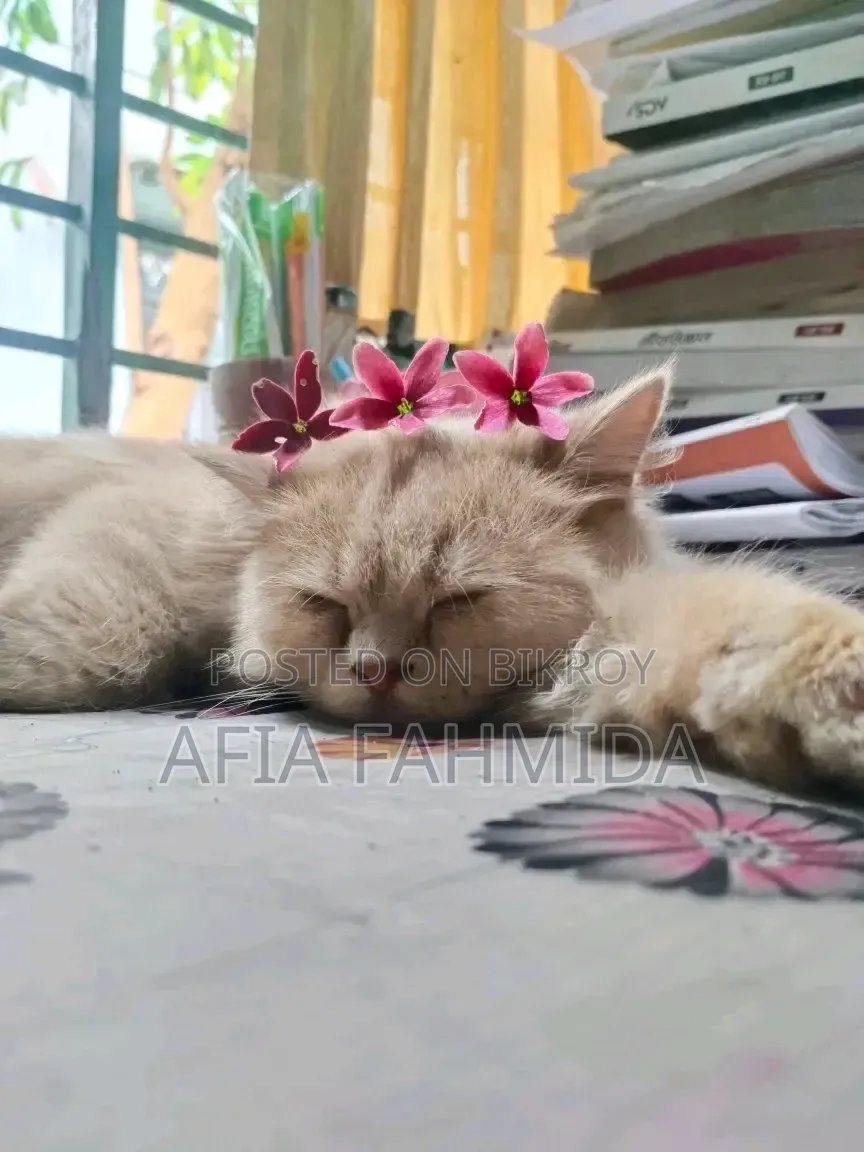 6-12 Months Female Mixed Breed Persian