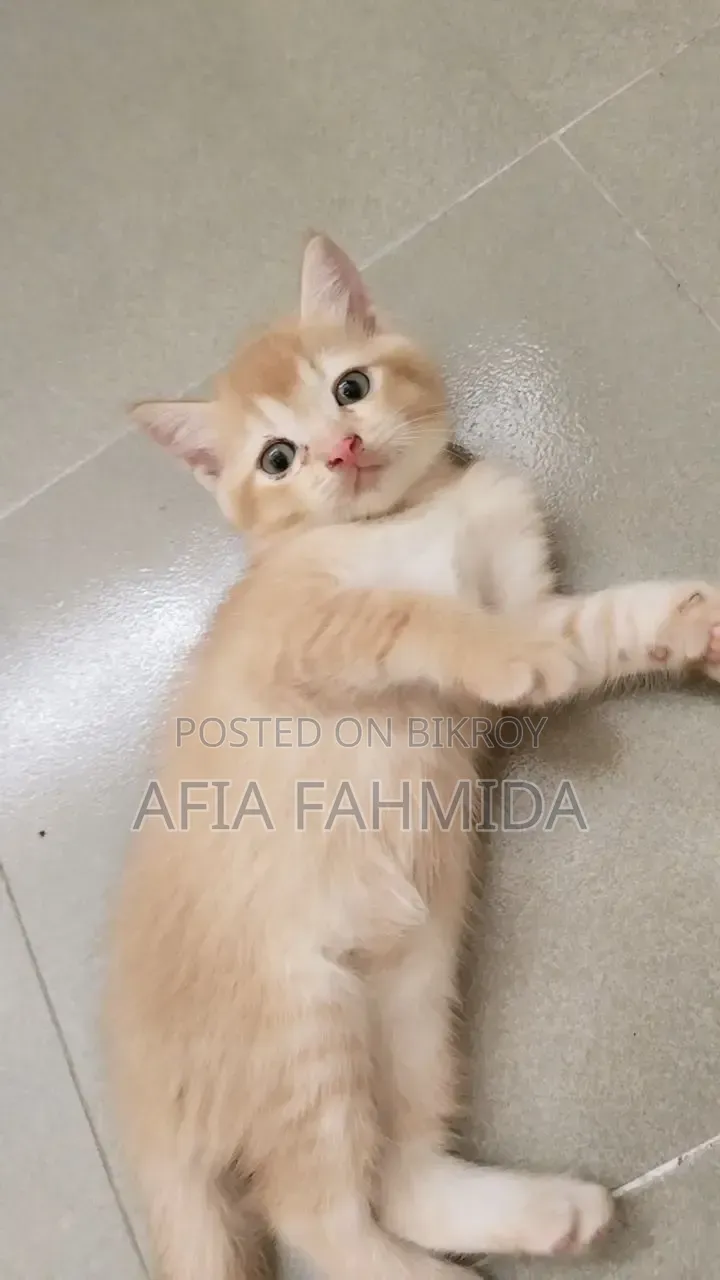 6-12 Months Female Mixed Breed Persian