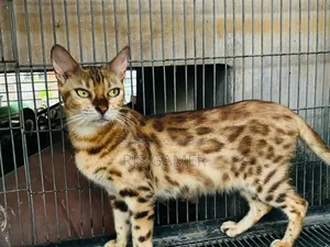 1+ year Female Purebred Bengal Cat