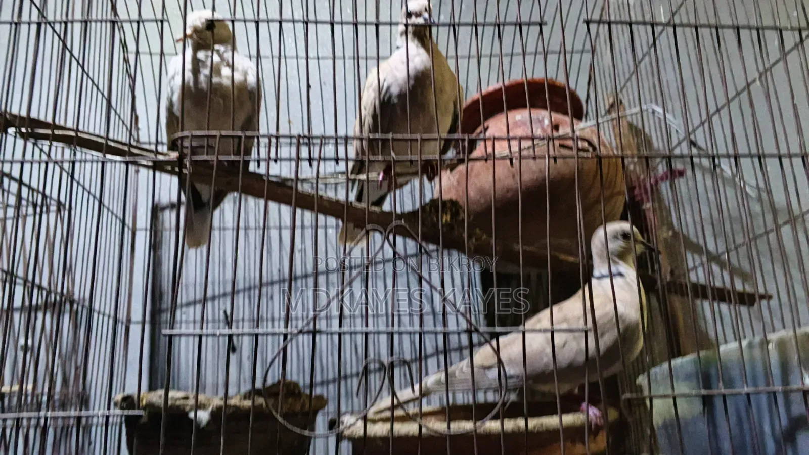Active Ring Dove