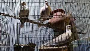 Active Ring Dove