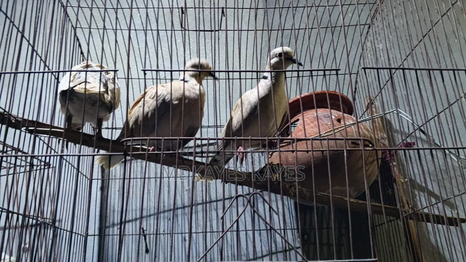 Active Ring Dove