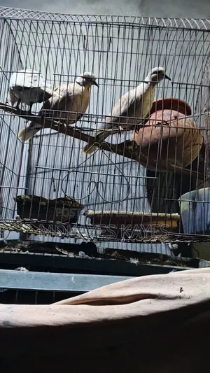 Active Ring Dove