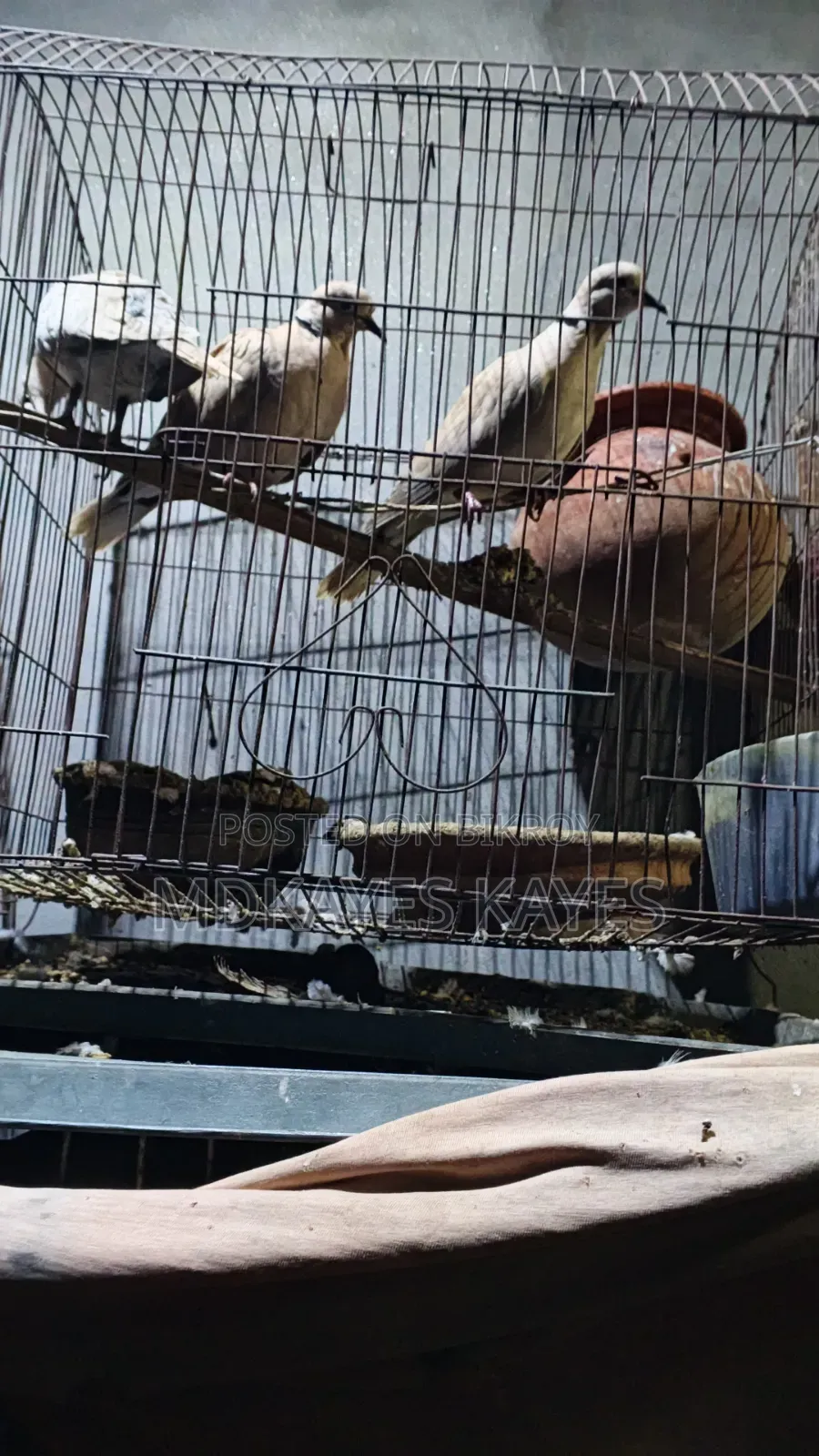 Active Ring Dove