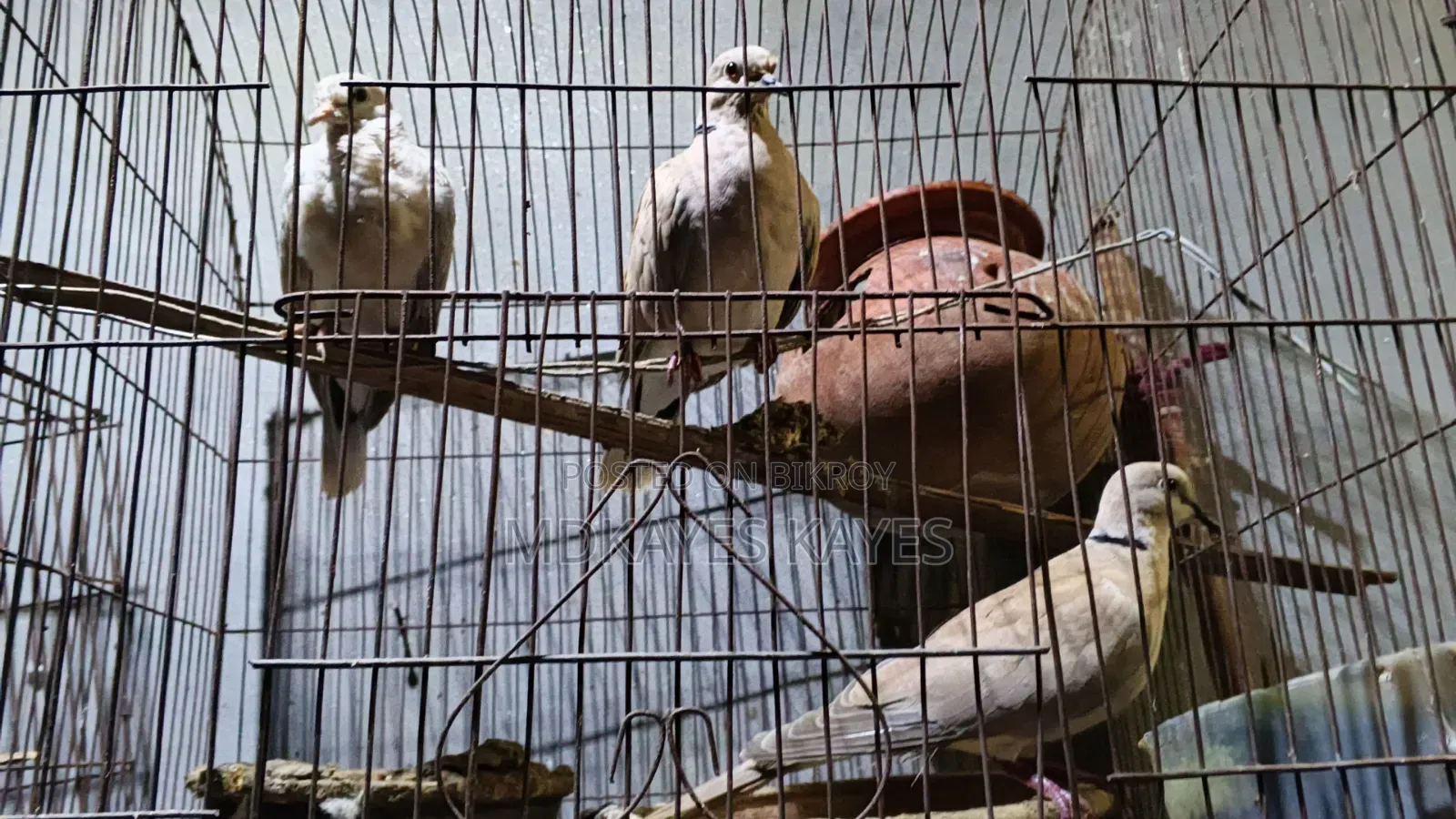 Active Ring Dove
