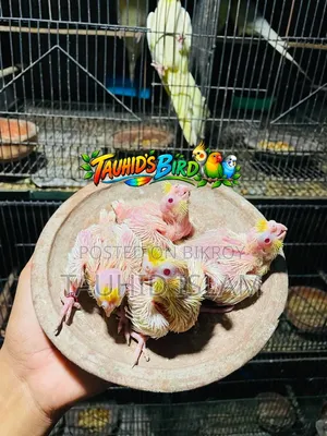 Masha-Allah Tame Size Lutino Baby