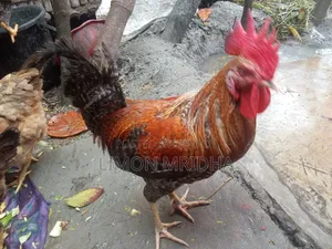 Laying hens and roosters for consumption will be sold
