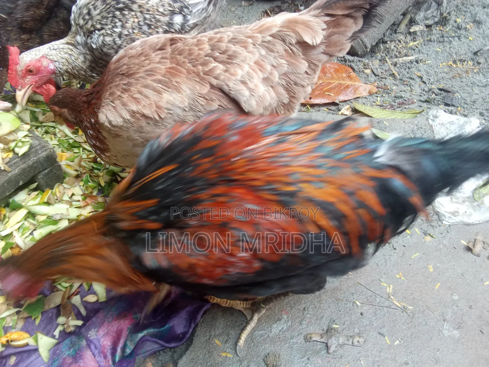 Laying hens and roosters for consumption will be sold