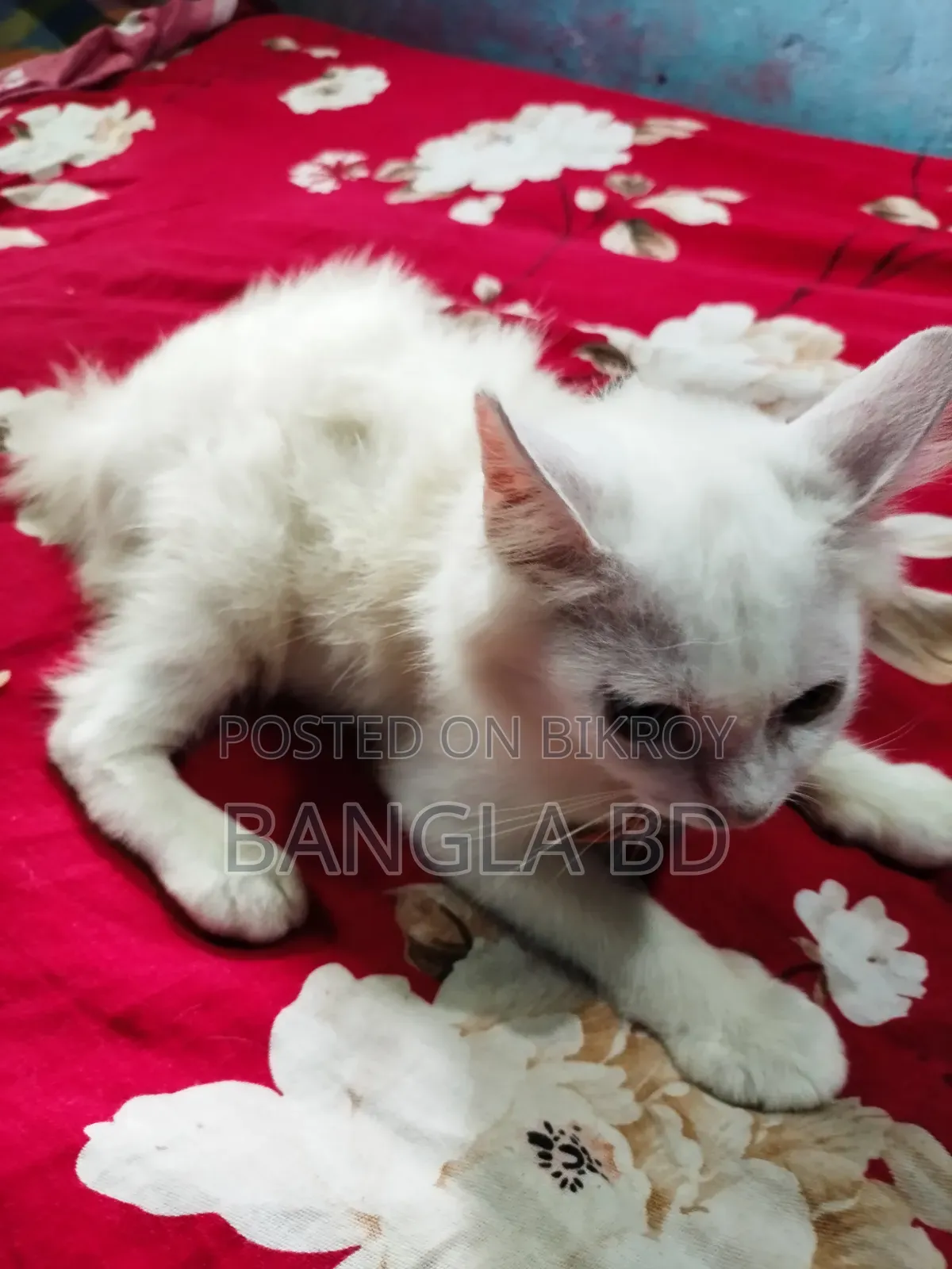 1-3 months Male Purebred Persian