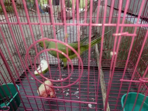 Good Ringneck Parrot