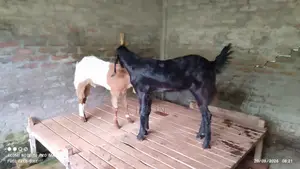 Cross Breed Goat