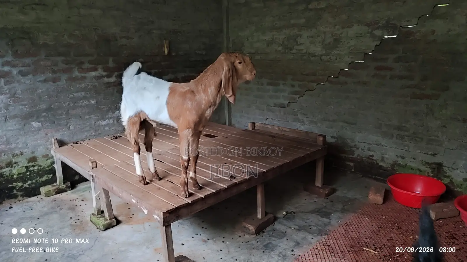 Cross Breed Goat