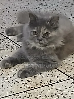 3-6 Months Female Purebred Persian