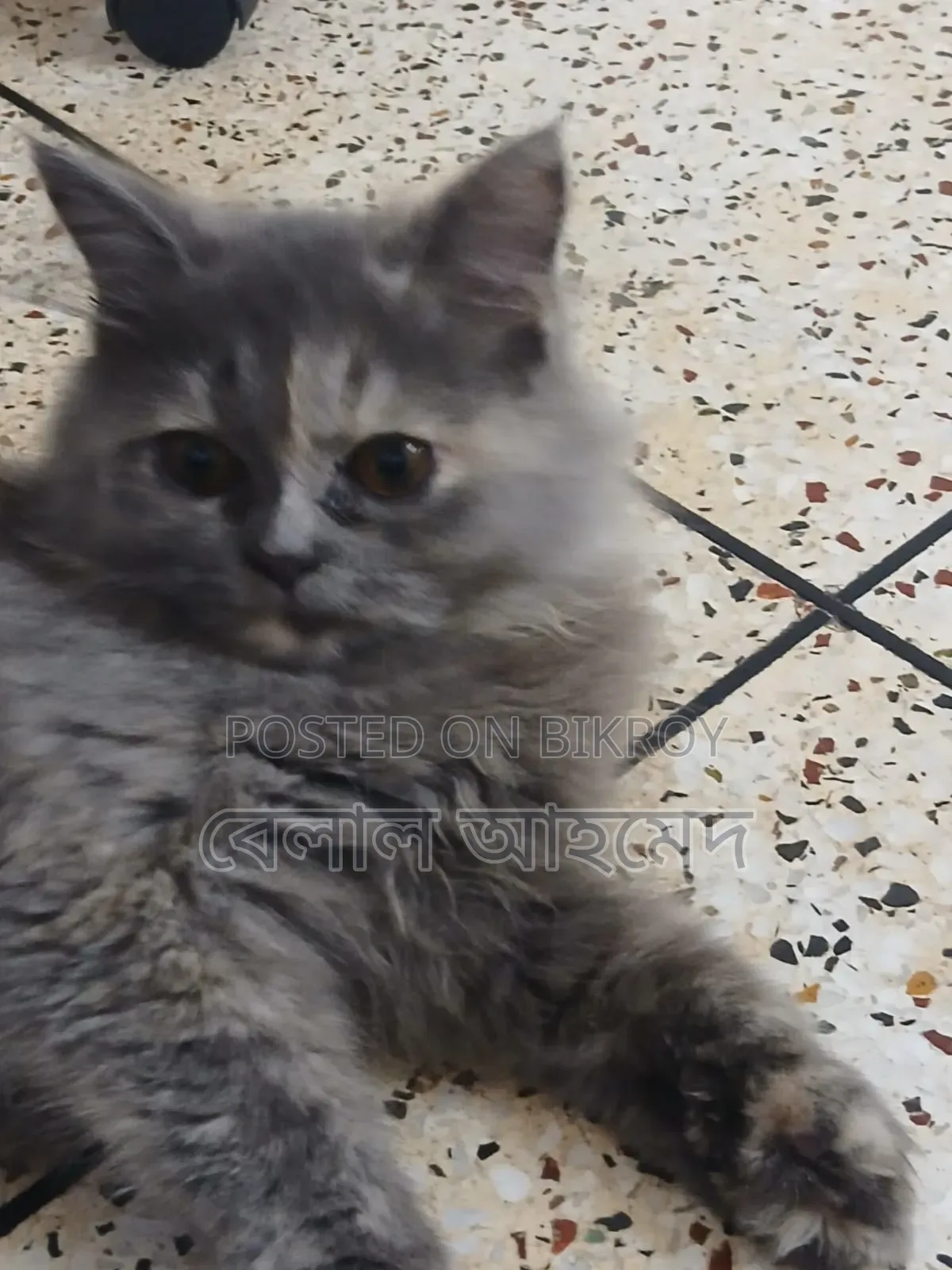 3-6 Months Female Purebred Persian