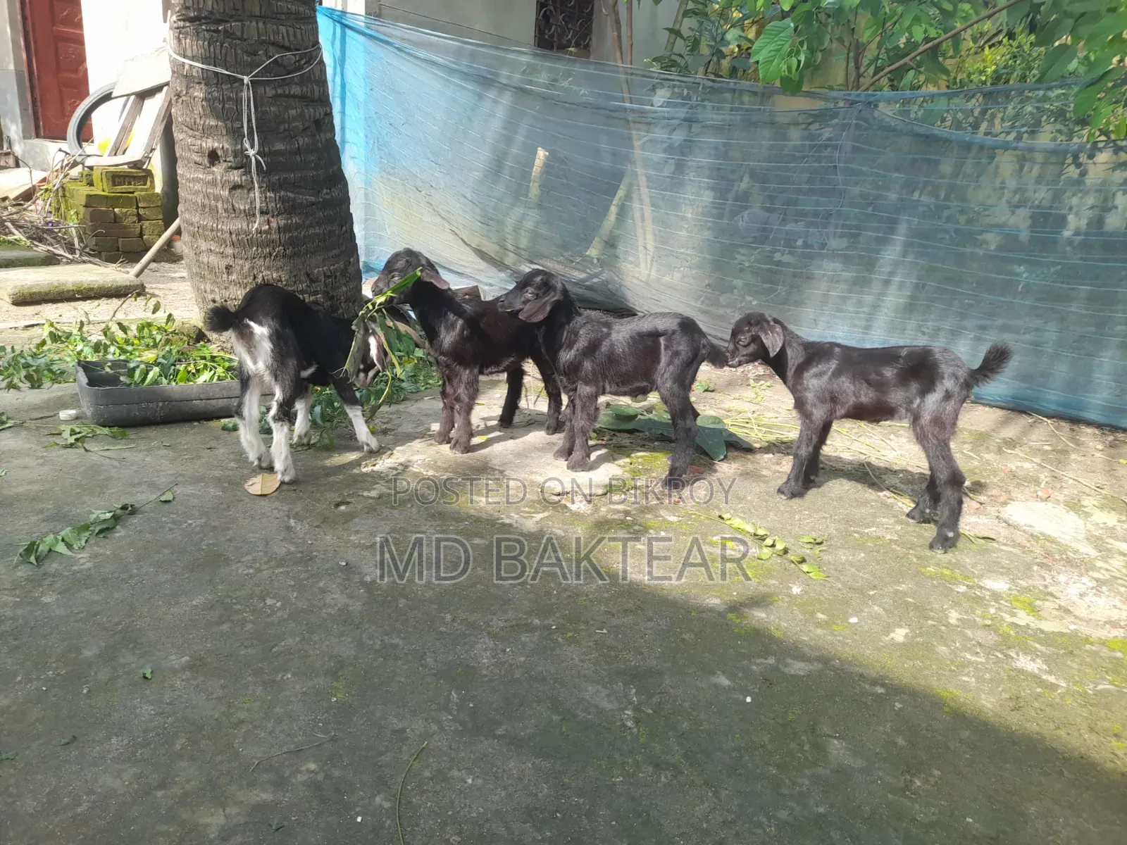 2 male goat kids and mother goat for sale.