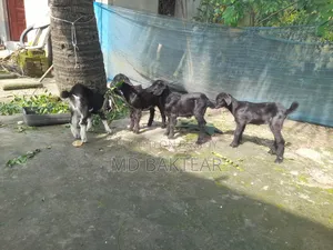 2 male goat kids and mother goat for sale.