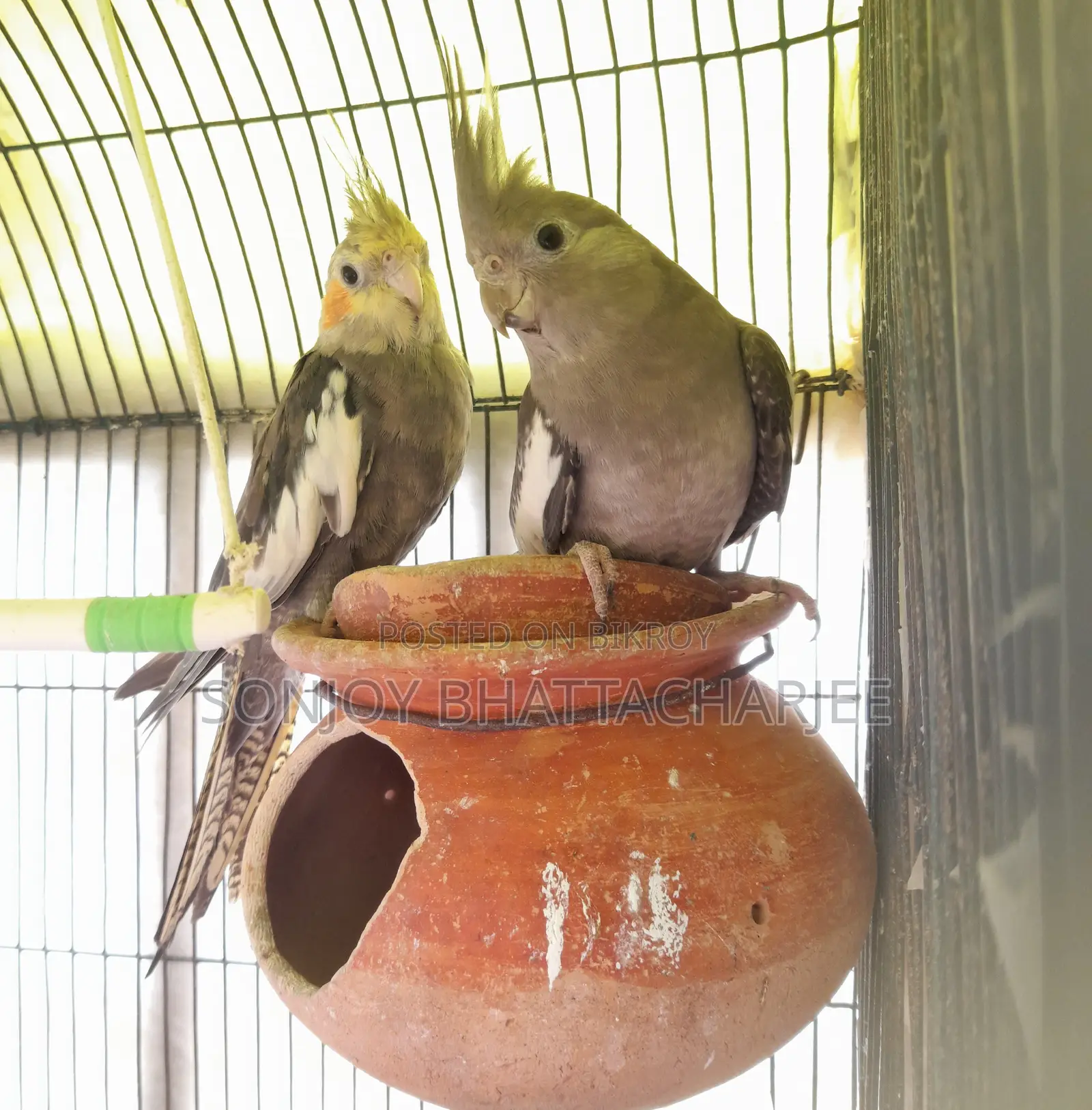 Cockatiel Pair
