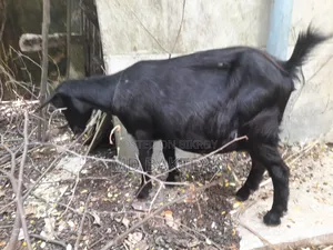 2 male goat kids and mother goat for sale.