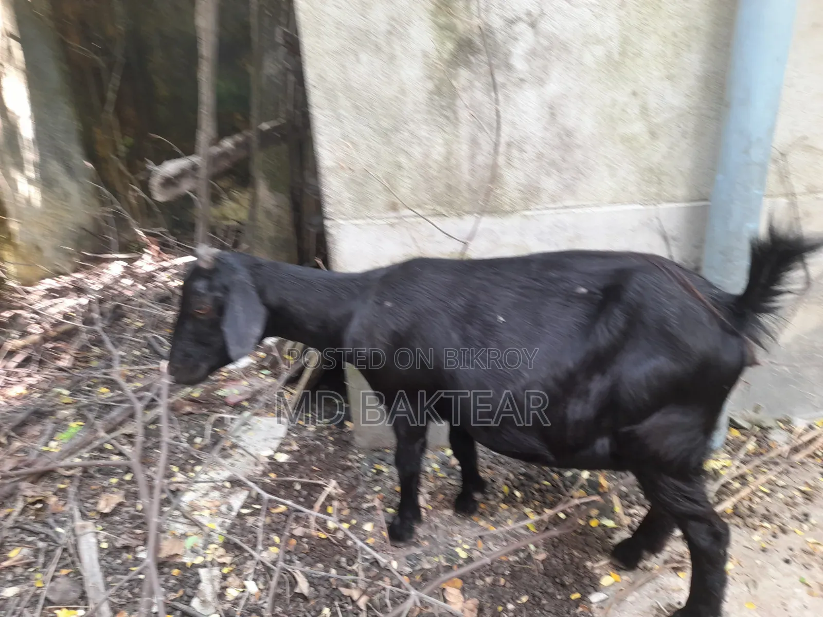2 male goat kids and mother goat for sale.